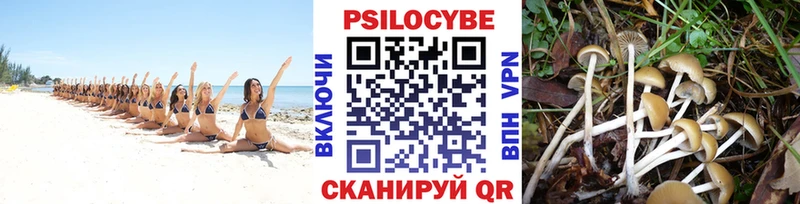 Псилоцибиновые грибы Cubensis где купить наркоту Елизово