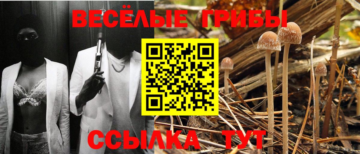 Елизово  Псилоцибиновые грибы Cubensis  Вход с VPN 